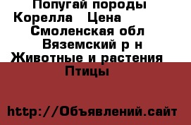 Попугай породы  Корелла › Цена ­ 3 000 - Смоленская обл., Вяземский р-н Животные и растения » Птицы   